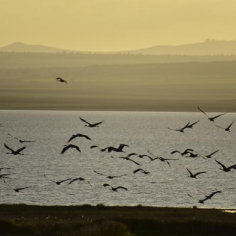 Les grues, la lagune et la chaîne de montagnes de Menera en arrière-plan