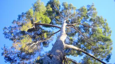 Aleppo pine from La Rosaleda