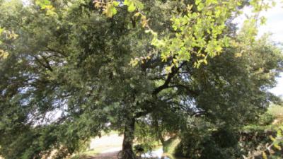 Holm oak and ditch