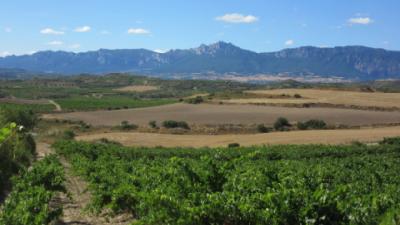 Weinberge von La Rioja Alavesa