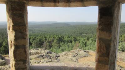 Soria pine forests