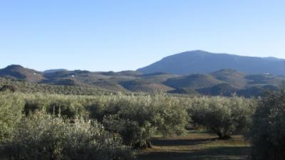 Olivenbäume und Berge