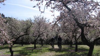 Radfahren zwischen Mandelbäumen blühen
