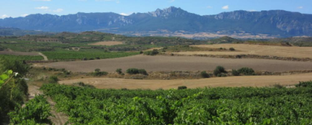 Vineyards of La Rioja Alavesa