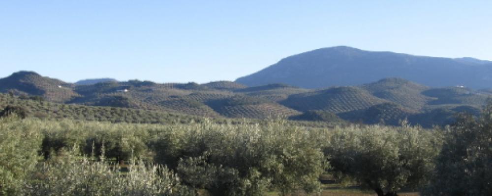 Olivenbäume und Berge