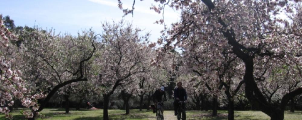 Radfahren zwischen Mandelbäumen blühen