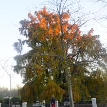 El ahuehuete del Retiro, era el anterior árbol más anciano de Madrid