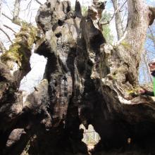 Der Opa, ein Kastanienbaum von mehr als 250 Jahren