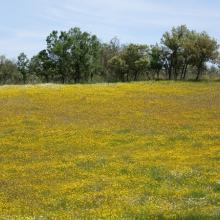 Meadows blooming