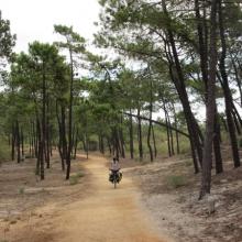 Ride through pine forest