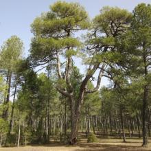 The spectacular pine Candelabro