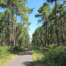 The cycling lanes of the Landes