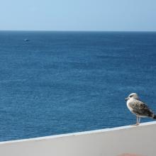 Seagull in Peniche