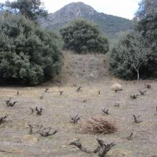 Vines, oaks and the Cenicientos peak