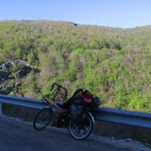 Pedrosa beech forest