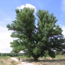 An amazing black poplar