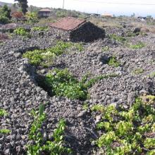 Grapevines and lava