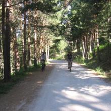 Fahrrad fahren zwischen Kiefernwäldern