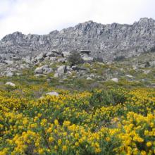 Frühling unter der Peña del Arcipreste