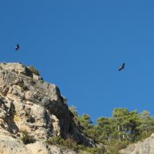 Voltures nesting on the cliffs
