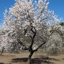 Almond tree blooming