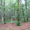 The beech wood forest of Monte Santiago