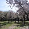 Cycling among almond trees blossom
